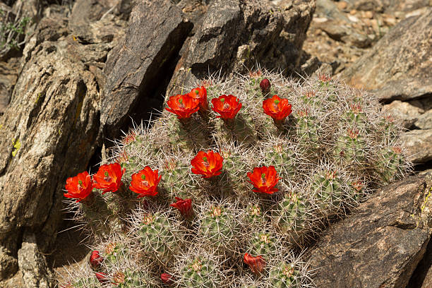 кактус в bloom - single flower flower cactus hedgehog cactus стоковые фото и изображения