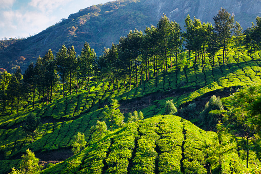 Landscape of tea plantations in the Western Ghats mountains of Munnar, Kerala, India.