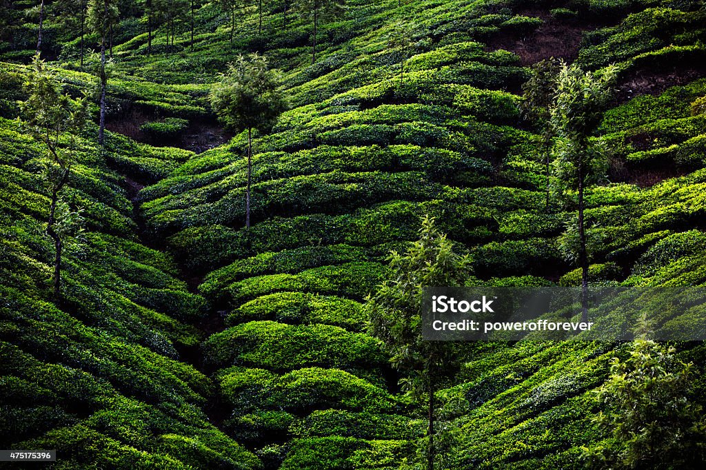 Plantación de té en Munnar, India - Foto de stock de India libre de derechos