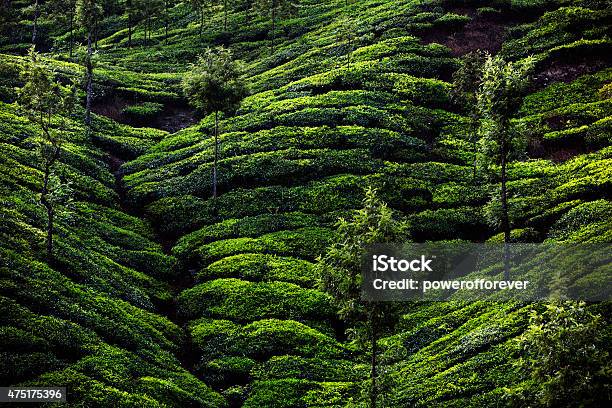 Plantación De Té En Munnar India Foto de stock y más banco de imágenes de India - India, Hojas de té secas, Kerala