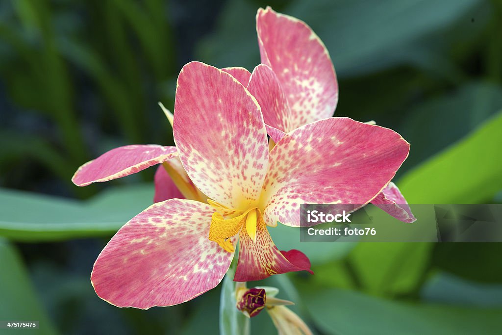 Canna plantas de flor laranja - Foto de stock de Cabeça da flor royalty-free