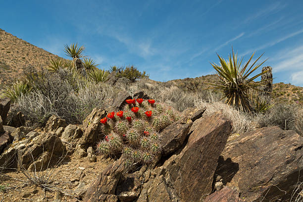 кактус в bloom - single flower flower cactus hedgehog cactus стоковые фото и изображения