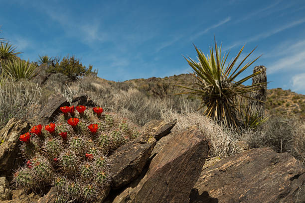 kaktus kwitnąć - single flower flower cactus hedgehog cactus zdjęcia i obrazy z banku zdjęć