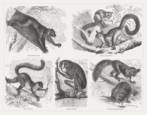 Prosimians: Colugo (Galeopithecus rufus), Senegal bushbaby (Galago senegalensis), Mongoose lemur (Eulemur mongoz), Red slender loris (Loris tardigradus), Aye-Aye (Chiromys madagascariensis). Woodcut engraving, published in 1876.