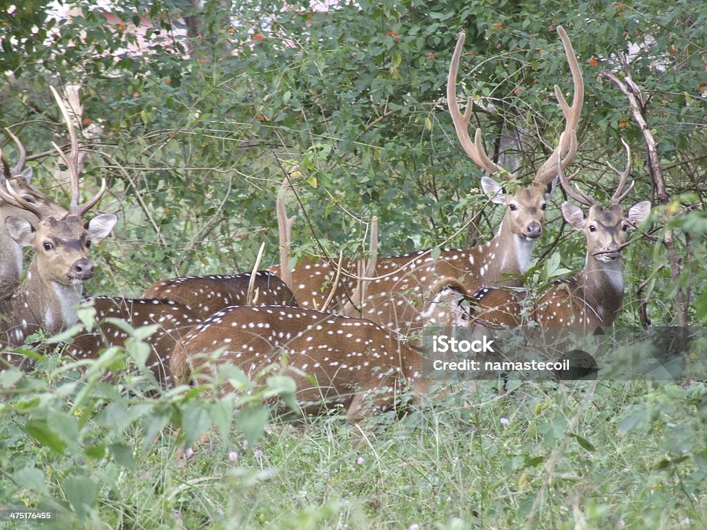 Deers do selvagem - Royalty-free Animal Foto de stock