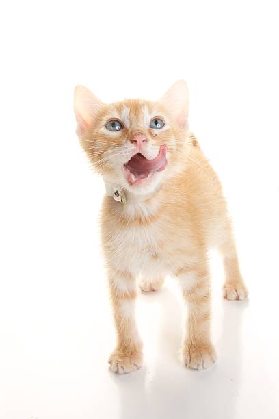 istock Adorable Orange Kitten Sticking out its Tongue 475176490