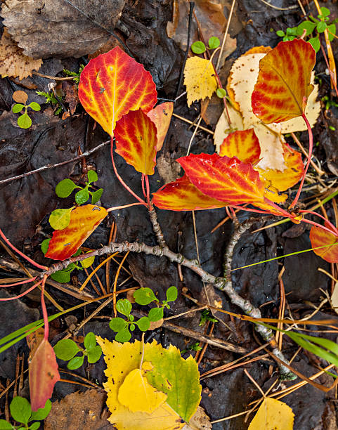 istock glorious colors on fallen aspen leaves 475176545