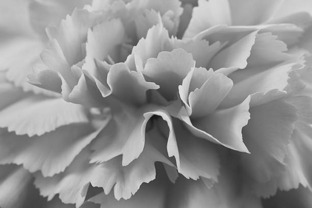 istock macro of carnation petals 475177139