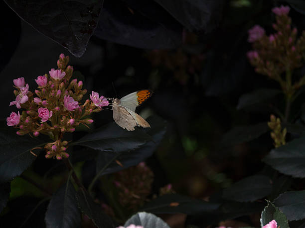 papillon sur une fleur - hebomoia glaucippe photos et images de collection