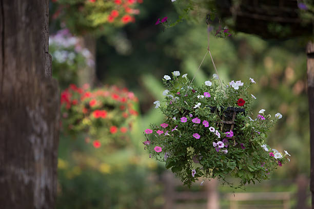 istock Hanging basket of flowers 475177746