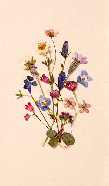 Arrangement  of dried pressed flowers