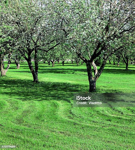 Desabrochando Jardim De Árvores De Maçã - Fotografias de stock e mais imagens de Agricultura - Agricultura, Amarelo, Ao Ar Livre
