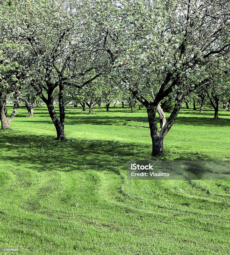 blooming apple trees сад - Стоковые фото Без людей роялти-фри