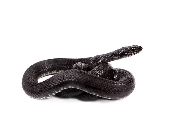 istock Dice snake, Natrix tessellata, on white 475180256