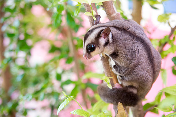 petauro del azúcar descans'en el árbol - opossum australia marsupial tree fotografías e imágenes de stock