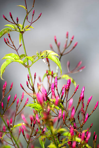 jasmine bud - sky brightly lit branch bud foto e immagini stock