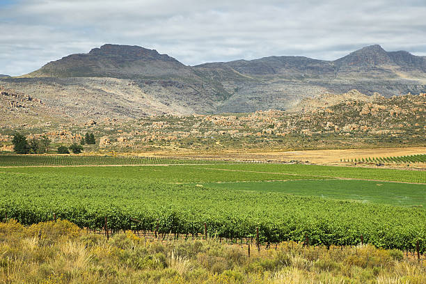 istock Vineyards in Cederberg nature reserve 475181130