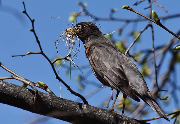 istock American Robin - Nest Building 475181466