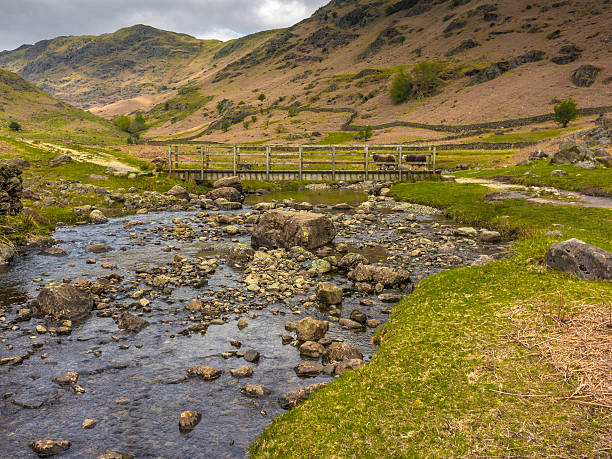 istock English County Landscape - Far Easedale Gill Ft. Herdwick Sheep 475181784