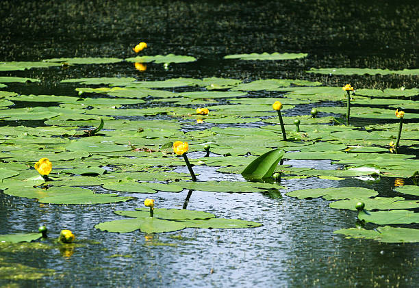 istock Lily pads on the surface of a pond. 475181856
