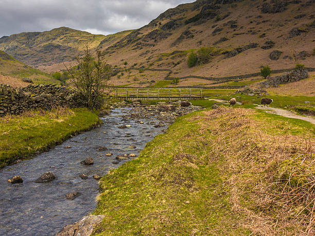 istock English County Landscape - Far Easedale Gill Ft. Herdwick Sheep 475181894
