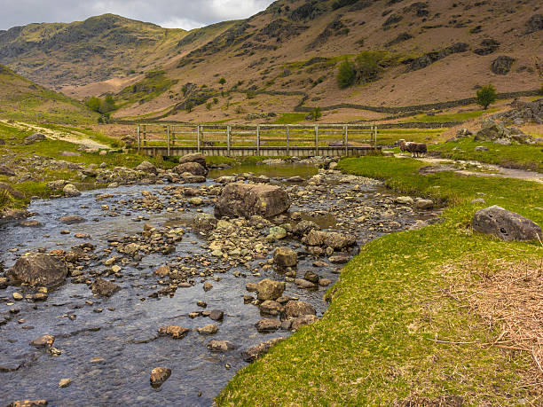 istock English County Landscape - Far Easedale Gill Ft. Herdwick Sheep 475181900
