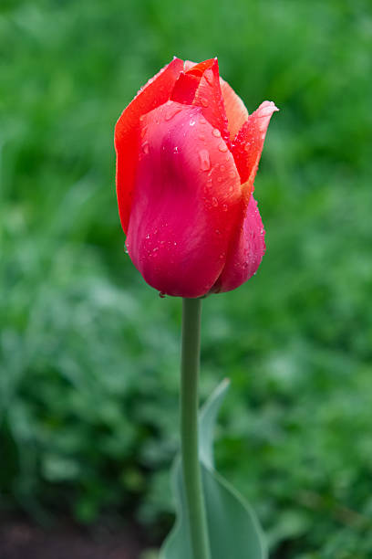 istock Red tulip on background of green grass 475182042