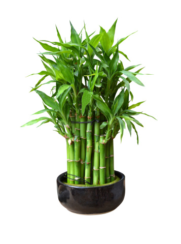 bamboo in a pot natural culture growing harmony isolated tropical