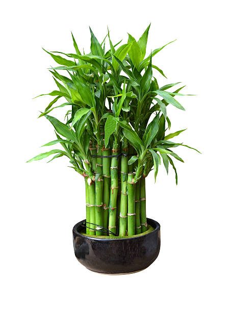 bamboo in a pot bamboo in a pot natural culture growing harmony isolated tropical bamboo plant stock pictures, royalty-free photos & images