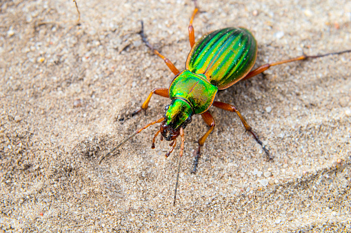 Carabus green in search of food
