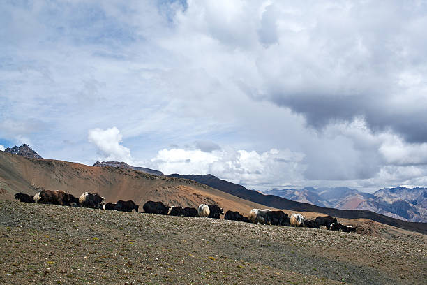 istock Herd of yaks in Dolpo, Nepal 475182306