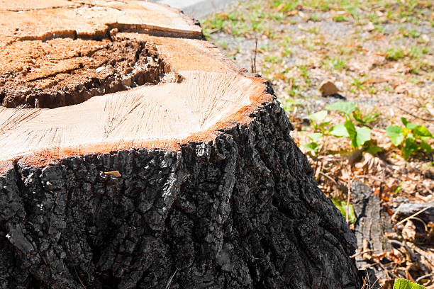 istock Detail of tree stump from recently cut tree. 475182918