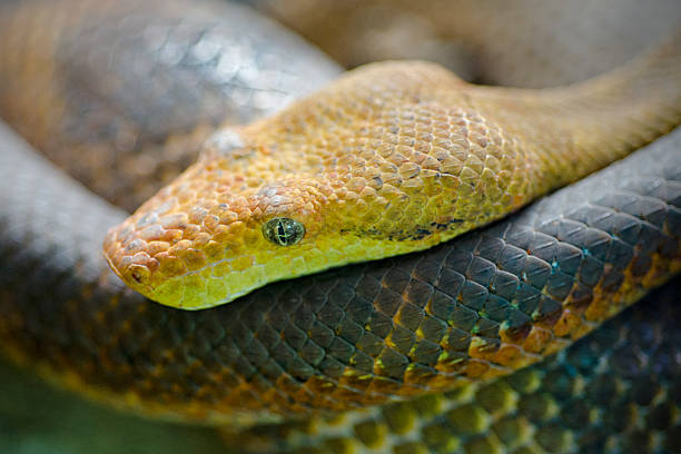 pacific tree boa candoia bibroni - candoia zdjęcia i obrazy z banku zdjęć