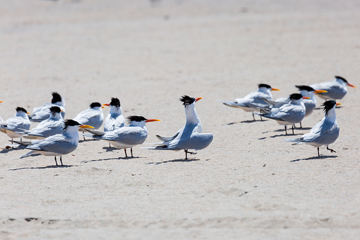 A flock of Elegant Terns (Sterna elegans) with the one in the middle strutting his stuff to impress the female terns in the group.