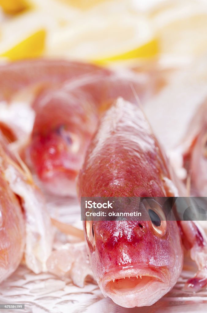 산호색 고기잡이 - 로열티 프리 건강한 생활방식 스톡 사진