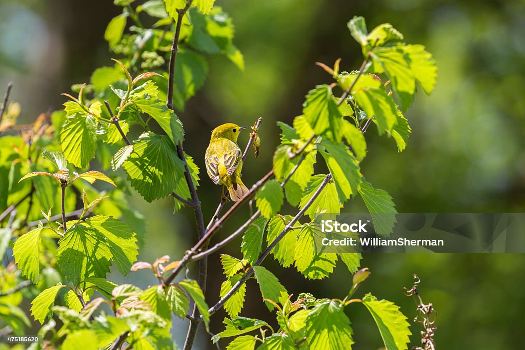 Female Yellow Warbler (Dendroica petechia) In a Tree A female Yellow Warbler (Dendroica petechia) perched in a tree.  Her mate is nearby. American Yellow Warbler Stock Photo