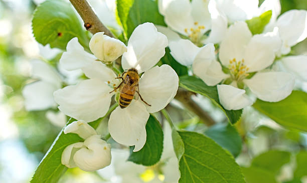 istock Close-up of  apple  blossoms with honey bee 475185622