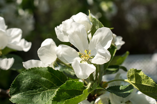 Closeup Of 사과나무 잎과 0명에 대한 스톡 사진 및 기타 이미지 0명 2015년 과일 Istock