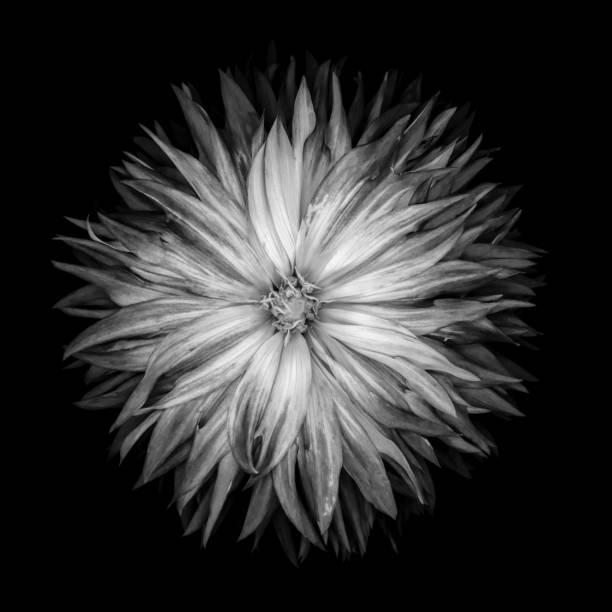 istock XXXL: Monochrome dahlia isolated on a black background 475185864
