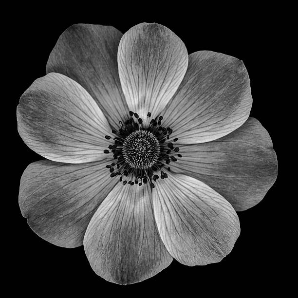 Monochrome poppy flower isolated against a black background. The background can be easily extended for copy.