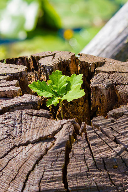 crescita su un albero caduto - origins oak tree growth plant foto e immagini stock
