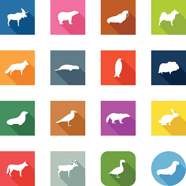 Flat Icons - Polar Animals 3 icon shapes included on separate layers: square, rounded square and round! arctic fox stock illustrations