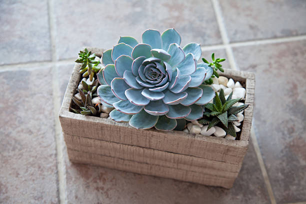 istock Succulent Decoration for Beautiful Home 475186258