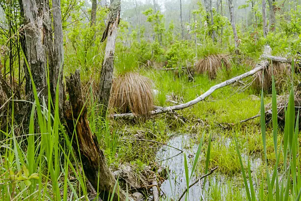 Foggy overgrown swamp or marsh woods early in the morning