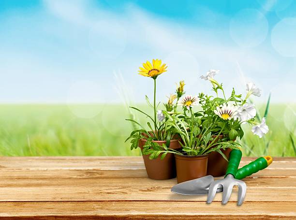 istock Gardening Equipment, Flower Pot, Single Flower 475188650