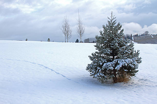 pine tree with snow, with farm land in background