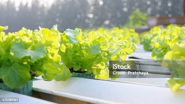 Verdura Biologica - Fotografie stock e altre immagini di Agricoltura - Agricoltura, Botanica, Cibo