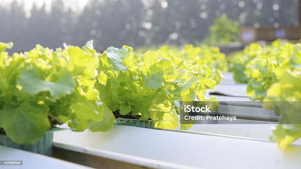 Organicznych warzyw - Zbiór zdjęć royalty-free (Botanika)