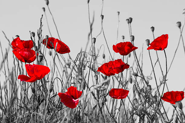 vermelho papaveráceas - field poppy single flower flower imagens e fotografias de stock