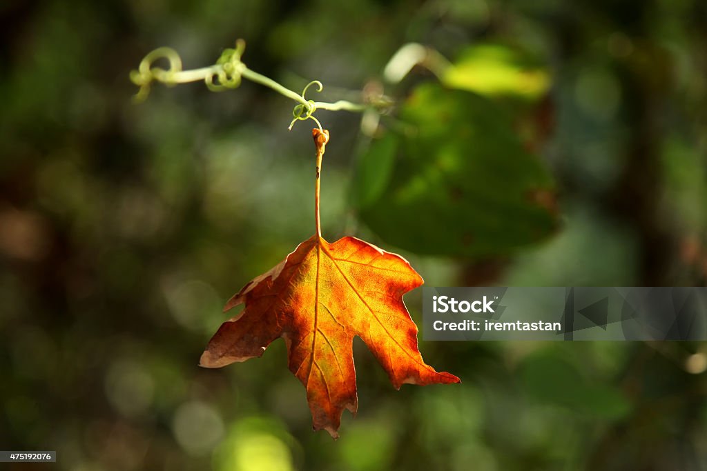 Orange Leaf with Green Background 2015 Stock Photo